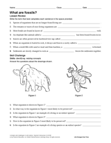 What Are Fossils?